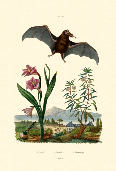 Gladiolus by French School